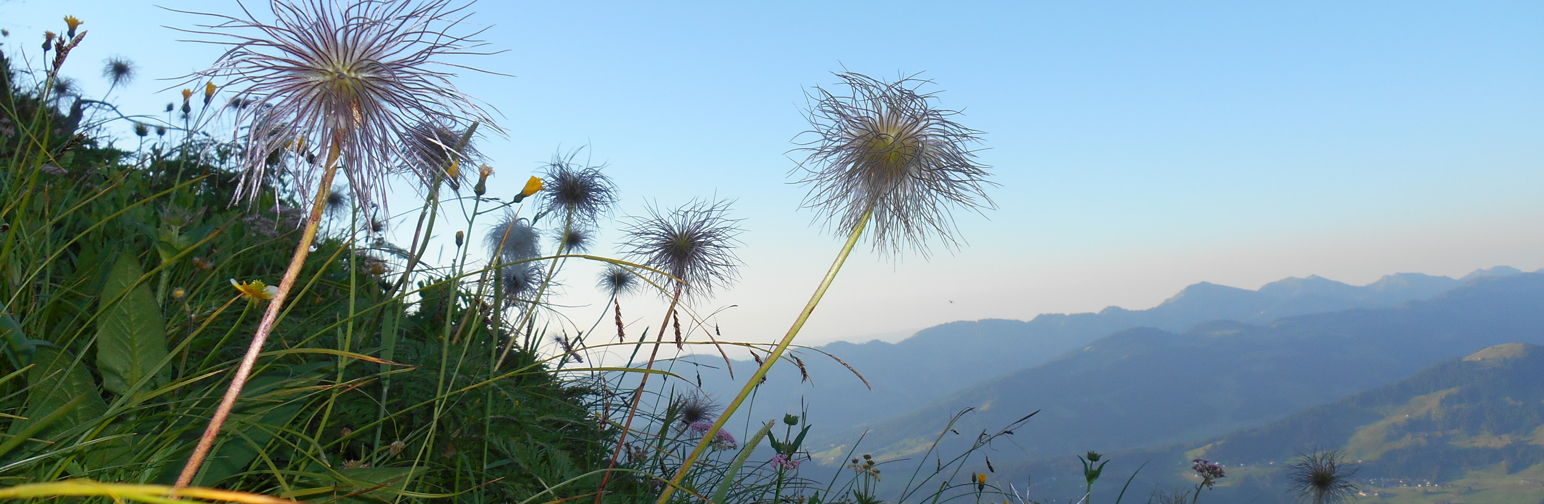 Alpe Wildmoos