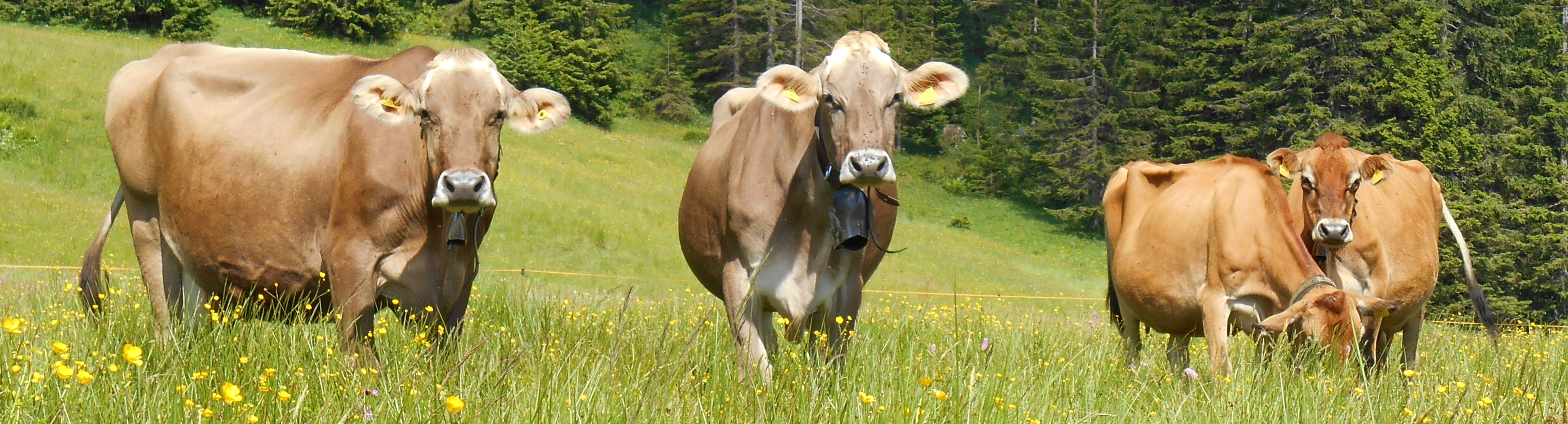 Alpe Wildmoos